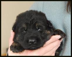 black and tan - 2 week old german shepher puppy