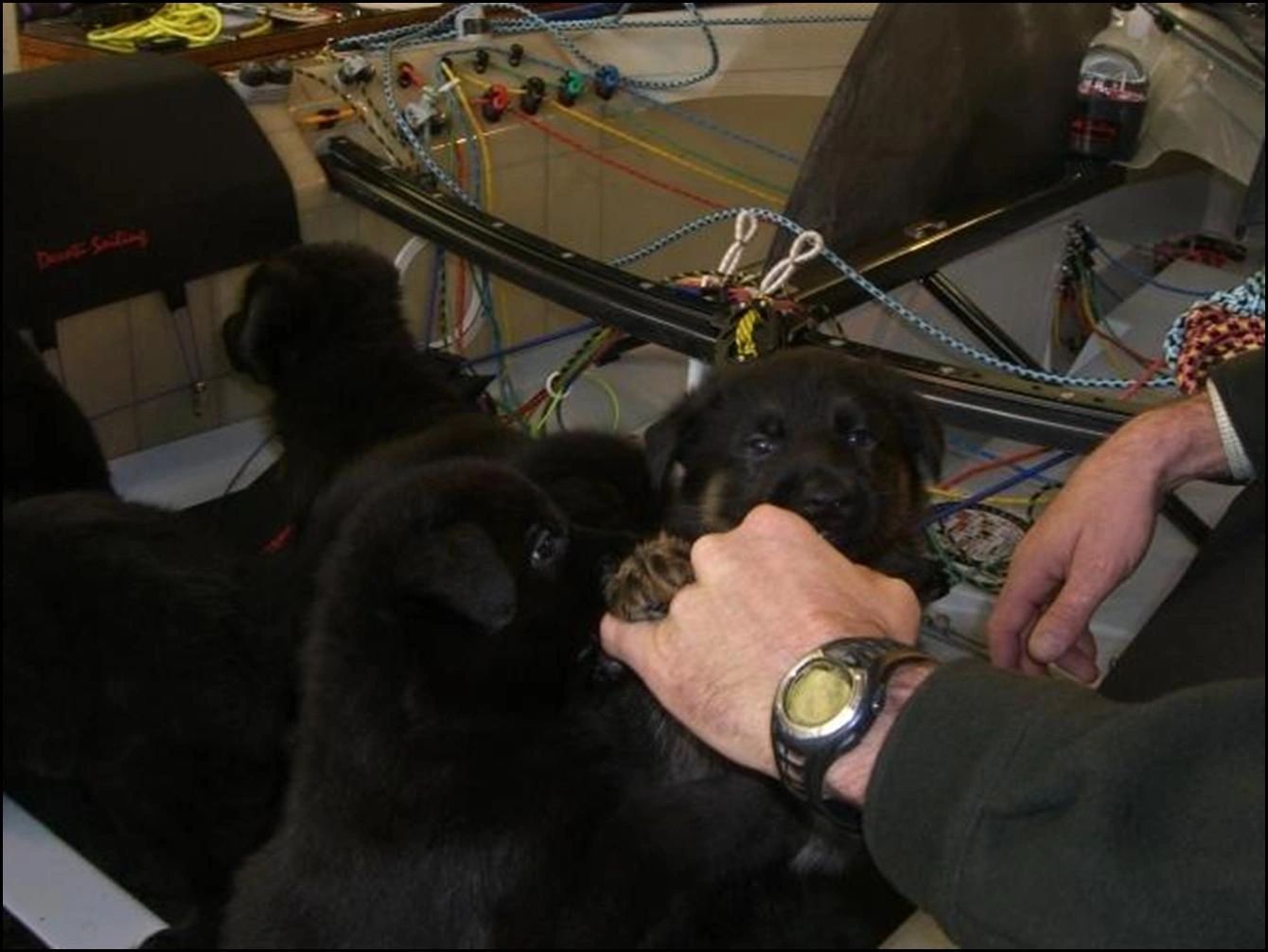 German Shepherd Puppies in a  - Kennel Stavanger