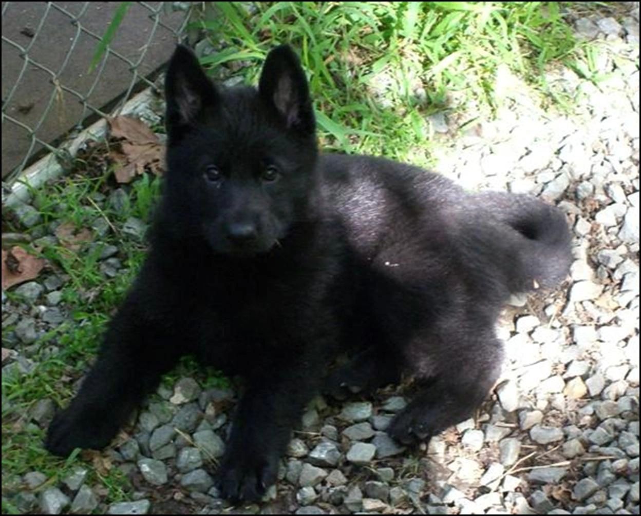 German Shepherd Female Puppy - Ears Up