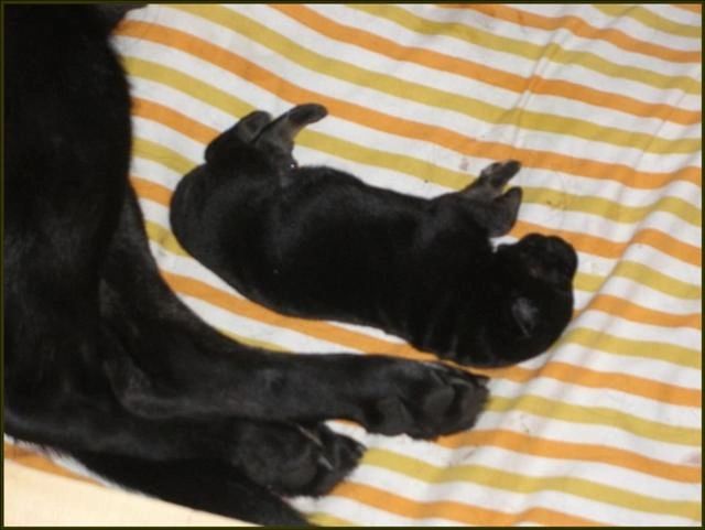 6 day old German Shepherd Black and Tan Puppy - Size Comparison to an Adult Female German Shepherd 