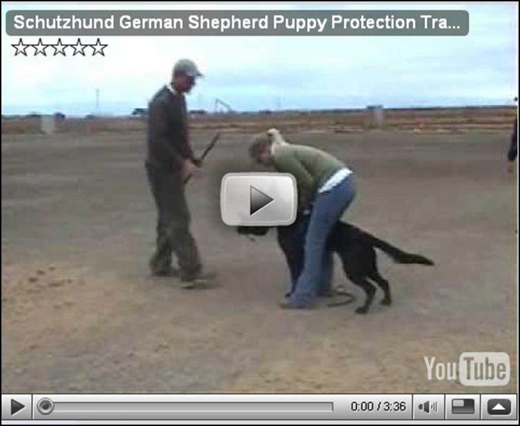 Youtube Link - Puppy Protection Development - www.germanshepherdk9.com
