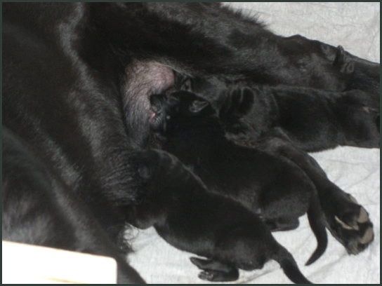 3 day old German Shepherds Nursing - Kennel Stavanger - Start of Bio-sensor Military Program