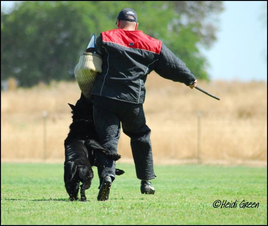 Schutzhund Escape Bite a Rick van Tiekerhook Great Granddaughter -  Helper Chris Fodera 