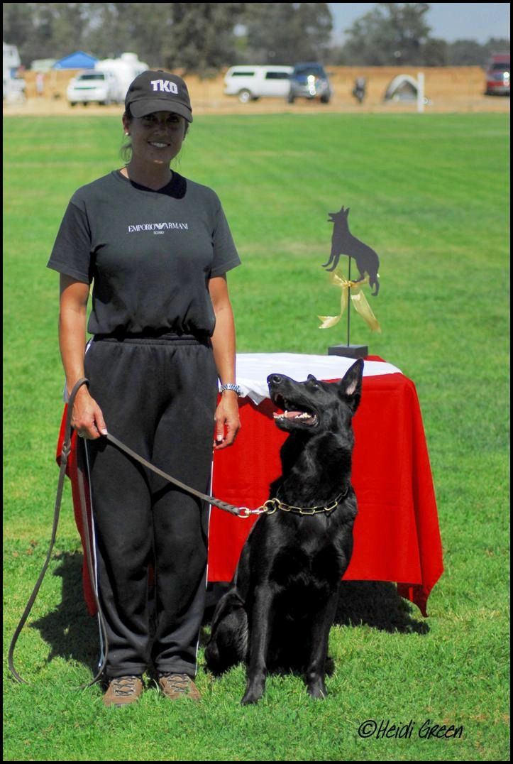 High Scoring Female 2008 Schutzhund Regionals Championships - Gjeter av Xazziam 