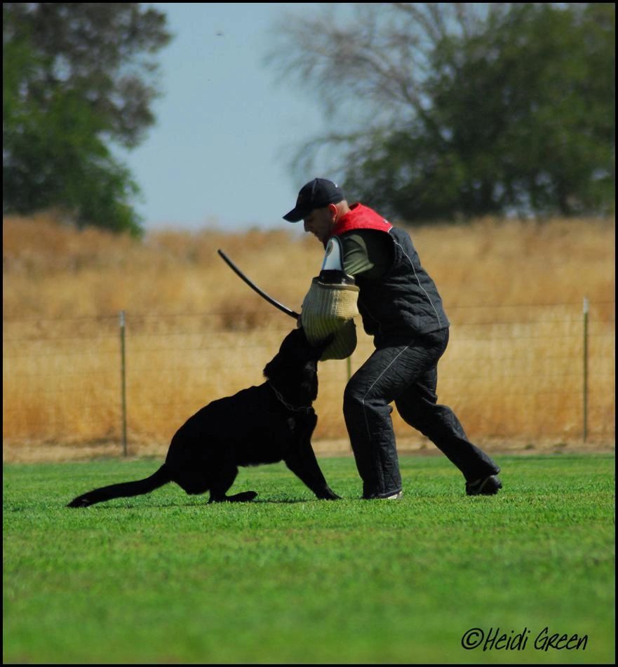 Schutzhund attack out of the escape - Gjeter av Xazziam - Northwestern Regional Championships