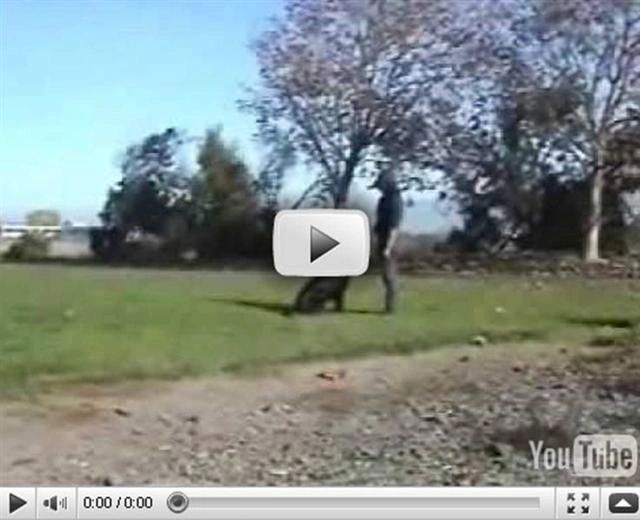 Youtube Link - Beginning Retrieve work -  Retrieve a Ball - www.germanshepherdk9.com