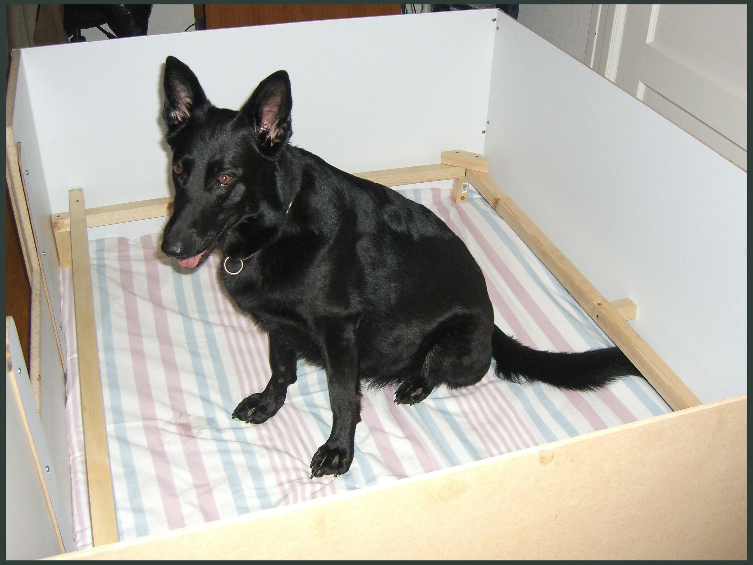 Pregnant German Shepherd - Whelping Box - Kennel Stavanger - Gjeter av Xazziam