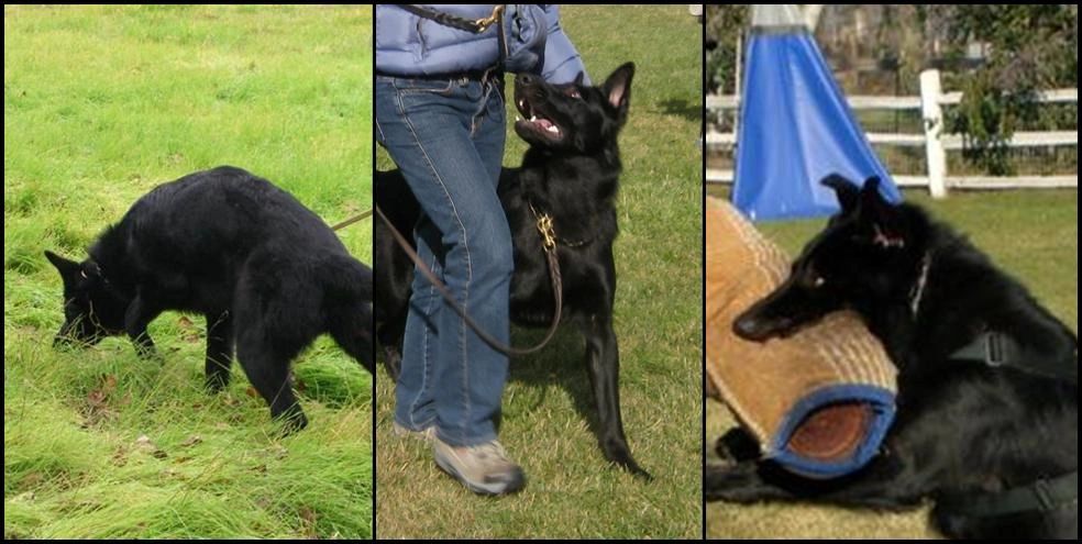 Three phase Schutzhund photo - Mother is Gjeter av Xazziam  and Father Kway vom Posthron