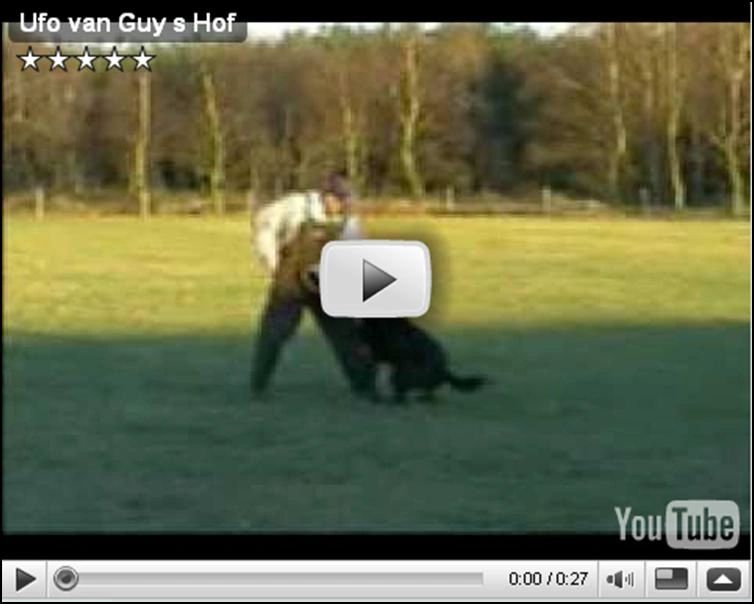 Click for Ufo van Guys Hof Video Link - Gjeter av Xazziams Sire