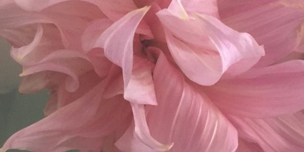 Soft peach dahlia petals