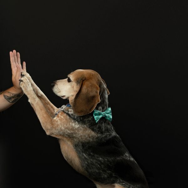 Beagle giving high-five on black background
