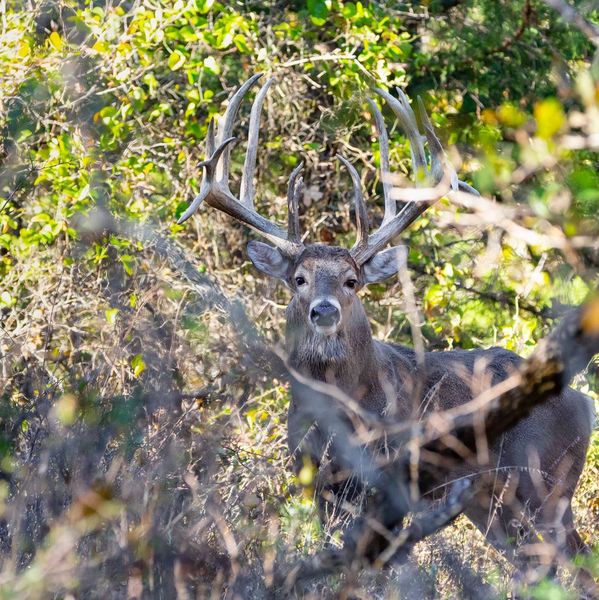 Big Texas Deer