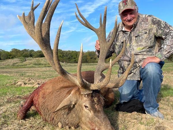 Texas Red Stag Hunts