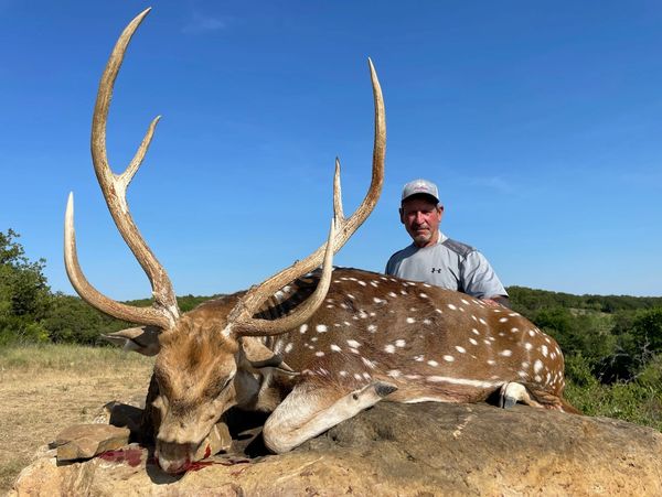 Texas Axis Deer Hunts