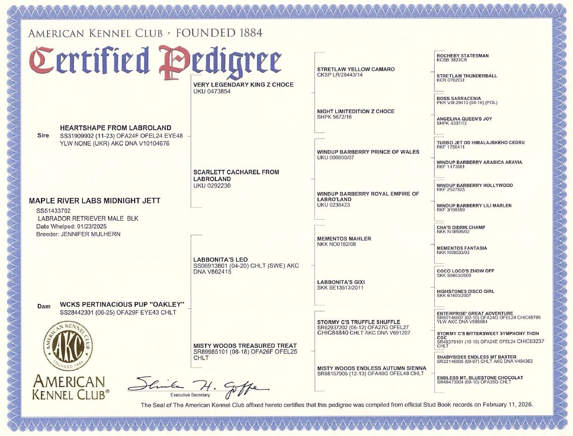 Certified pedigree for a Labrador Retriever named Maple River Labs Midnight Jett.