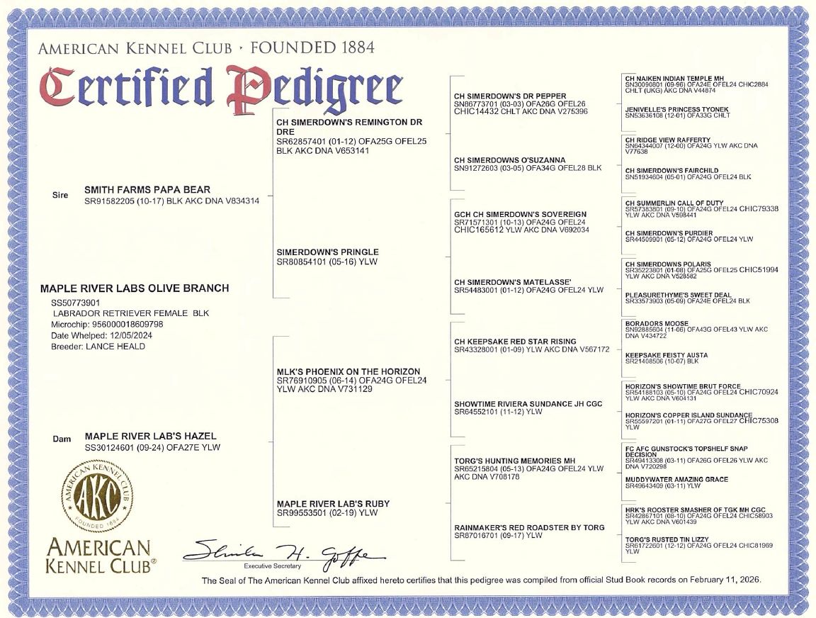 Certified pedigree for a black female Labrador Retriever from American Kennel Club.