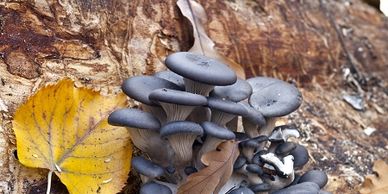 Blue oyster mushrooms 