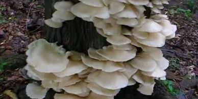 White Oyster Mushrooms 
