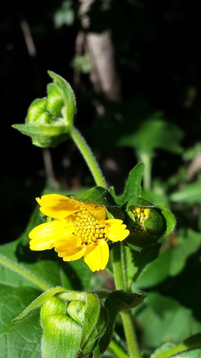 Bear’s foot is a native perennial that has high value to Bumblebees.