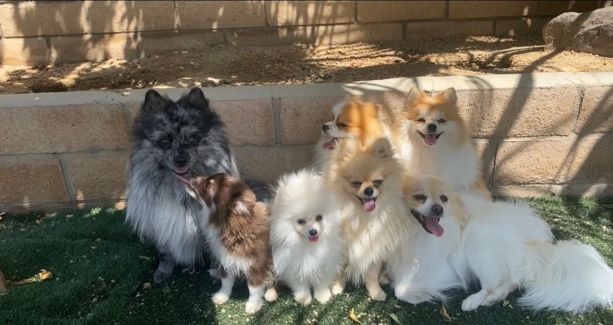 Luxury pomeranian puppies sales