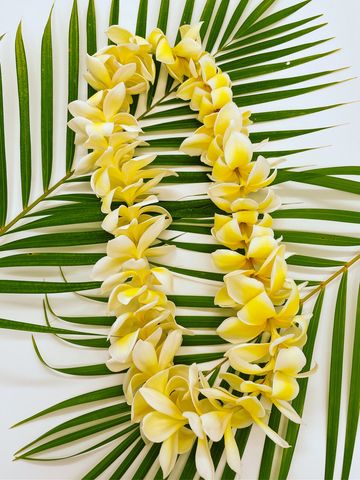 single yellow plumeriaflower lei