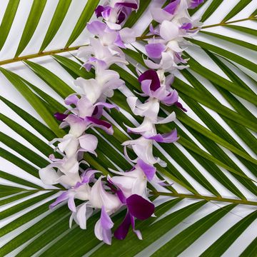 white, purple, lavender single orchid lei