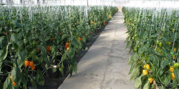 Bell peppers growing in a greenhouse.