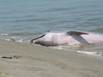 Strand feeding dolphin