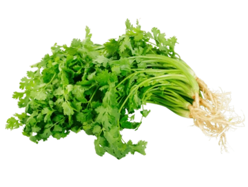 A fresh bunch of green cilantro with roots attached.