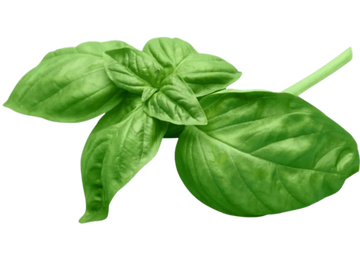 Fresh green basil leaves with a stem.