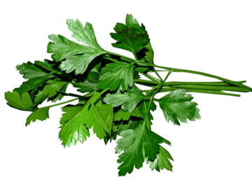 Fresh green parsley sprigs with vibrant leaves.