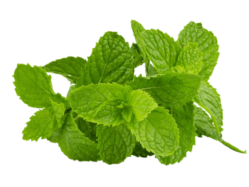 Fresh green mint leaves with textured surfaces and vibrant color.