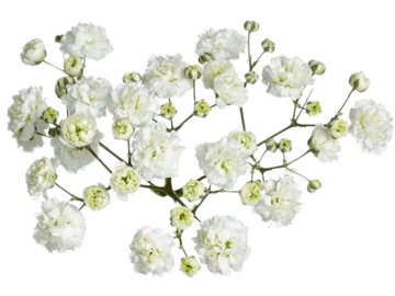 Delicate white baby's breath flowers clustered together.