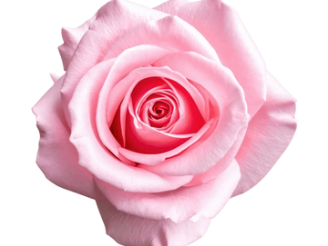 A close-up of a delicate pink rose in full bloom.
