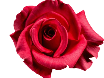 Close-up of a vibrant red rose in full bloom.