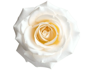 Close-up of a delicate white rose with cream hues.