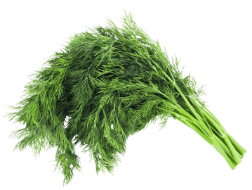Fresh green dill bunch isolated on white background.