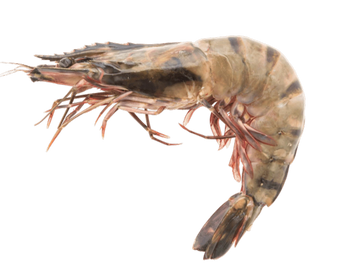A whole raw shrimp with visible legs and antennae.