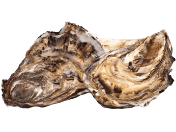 Two oyster shells with textured, earthy tones.