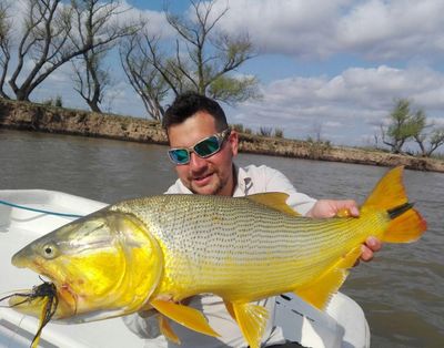 Golden Dorado