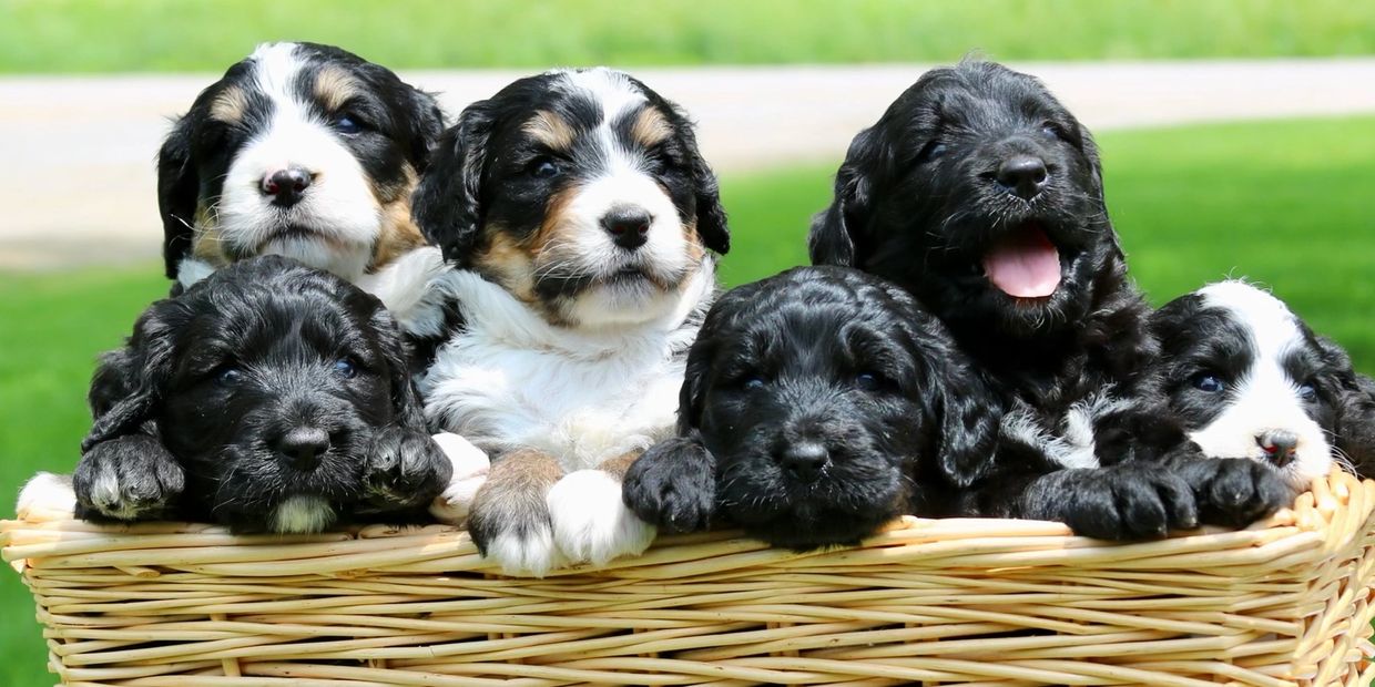 Bernedoodles for sale