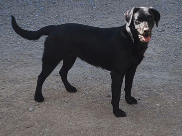 Black Labrador standing on a gravel surface looking alert.