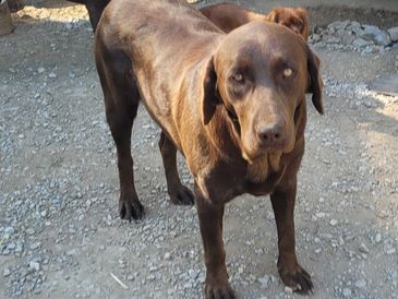 A chocolate Labrador standing on a gravel surface outdoors.