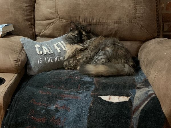 Cat on recliner