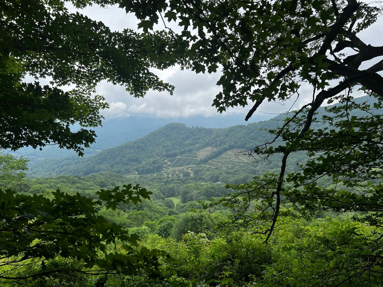 Tree farms in the distance Tree farms in the distance