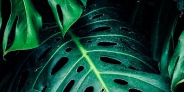 Monstera leaves