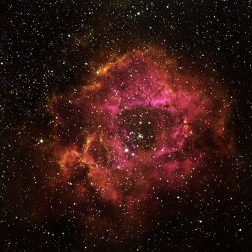 Rosette Nebula glowing pink in space.