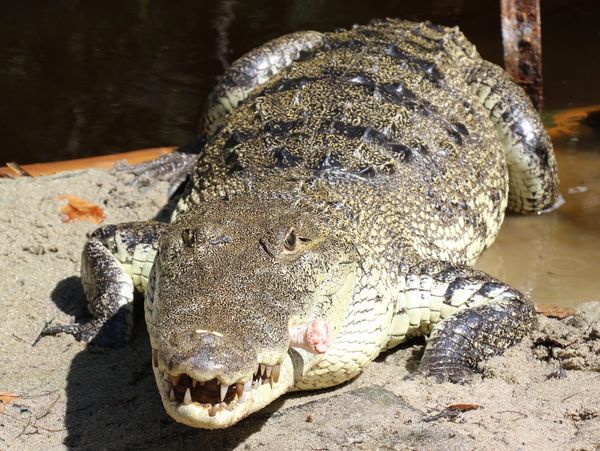 Croc to get the chop at Open Day