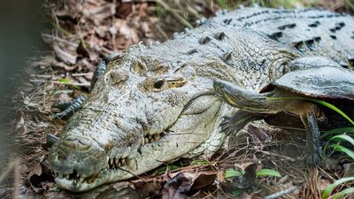 Croc to get the chop at Open Day