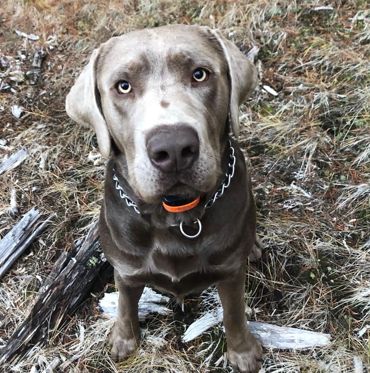 Silver Male Lab Oye